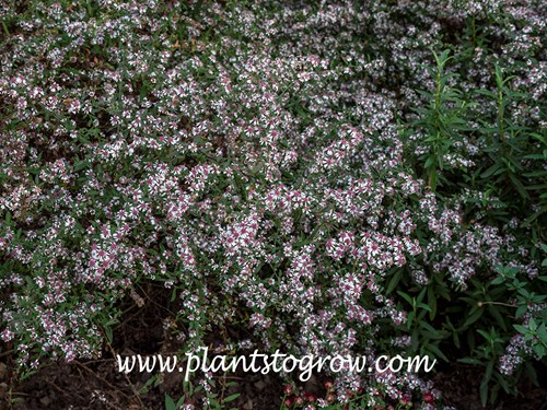 Lady in Black (Symphyotrichum lateriflorus)
(mid September)